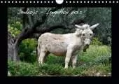Donkeys - forgotten pets 2019: Donkeys are everyone's favorite