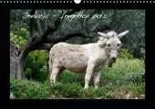 Donkeys - forgotten pets 2019: Donkeys are everyone's favorite