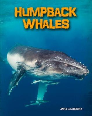 Humpback Whales