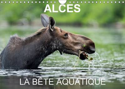 Alces - La Bete Aquatique: 13 Photos d'Orignaux dans Leur Milieu Aquatique, au Quebec