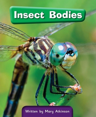 Insect Bodies