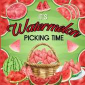 It's Watermelon Picking Time