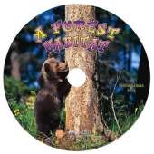 A Forest Habitat