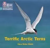 Terrific Arctic Terns: Phase 3 Set 2
