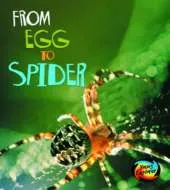 From Egg to Spider