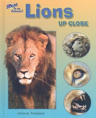 Lions Up Close