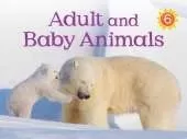 Adult and Baby Animals: English Edition