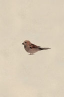Sparrow Field Journal Notebook, 50 pages/25 sheets, 4x6