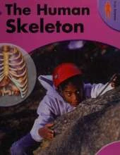 The Human Skeleton