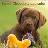 Sweet Chocolate Labrador 2019: Chocolate labrador puppy 9 weeks old