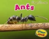 Creepy Crawlies Pack A of 3