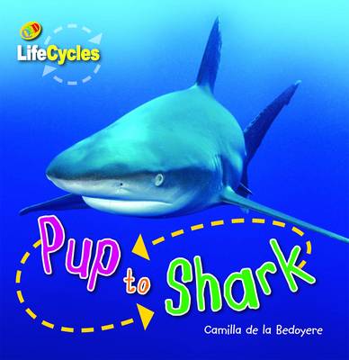 Lifecycles: Pup to Shark