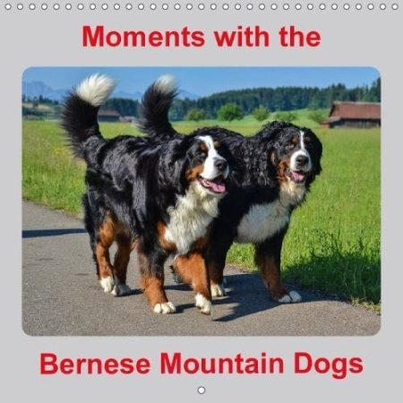 Moments with the Bernese Mountain Dogs 2018: Nice Pictures of the Bernese ...