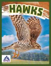 Hawks