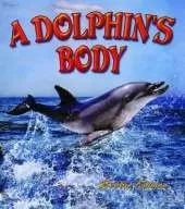 Dolphins Body