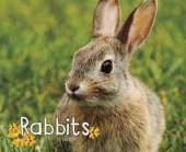Rabbits