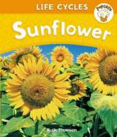 Popcorn: Life Cycles: Sunflower