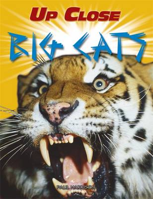 Up Close: Big Cats