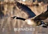 Bernaches: Les Quatre Saisons De La Bernache Du Canada