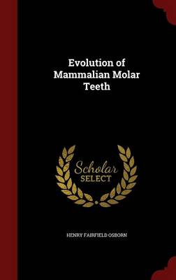 Evolution of Mammalian Molar Teeth