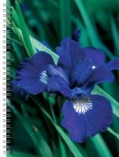 Iris Flower