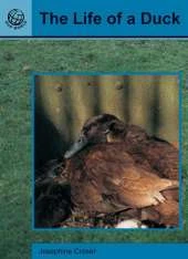 Literacy Magic Bean In Fact, The Life of a Duck Pupil Book (single)