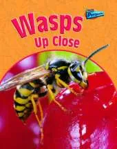 Wasps Up Close