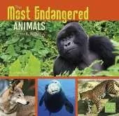 All About Animals Most Endangered Animals in the World