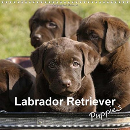 Labrador Retriever Puppies 2018: Yellow and Brown Labrador Retriever Puppies
