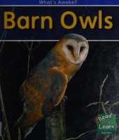Barn Owls