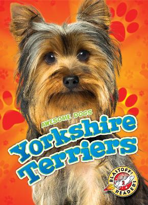 Yorkshire Terriers