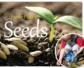 Seeds