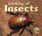 Looking at Insects