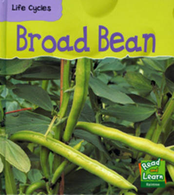 Broad Bean
