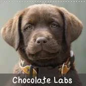 Chocolate Labs 2018: Sweet Chocolate Labrador Retriever