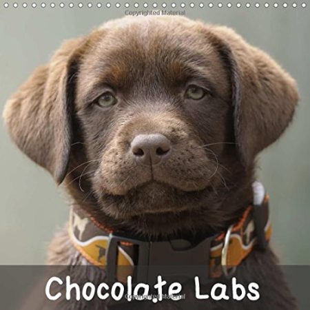 Chocolate Labs 2018: Sweet Chocolate Labrador Retriever