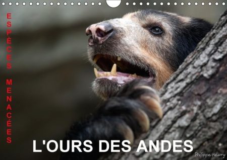 L'Ours Des Andes. Especes Menacees 2018: Sur La Piste De L'ours Des Andes, Dans Les Hautes Montagnes De L'equateur.