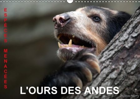 L'Ours Des Andes. Especes Menacees 2018: Sur La Piste De L'ours Des Andes, Dans Les Hautes Montagnes De L'equateur.