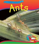 Ant