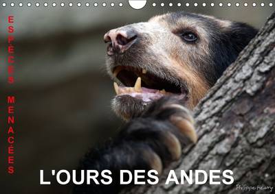 L'Ours Des Andes. Especes Menacees: Sur La Piste De L'ours Des Andes, Dans Les Hautes Montagnes De L'equateur.