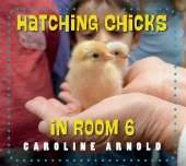 Hatching Chicks in Room 6