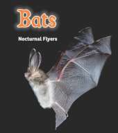 Bats: Nocturnal Flyers