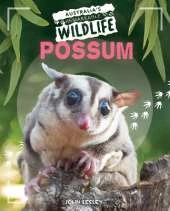 Possum
