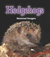 Hedgehogs: Nocturnal Foragers