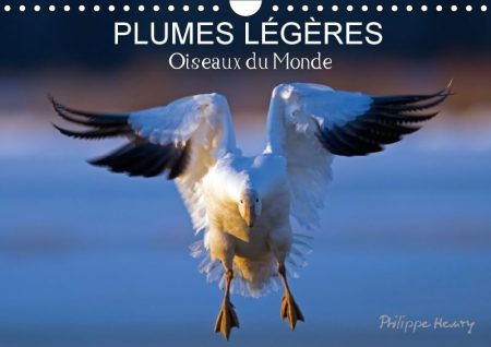 Plumes Legeres. Oiseaux Du Monde 2018: Treize Photos D'oiseaux En Action, Photographies Avec L'oeil D'artiste De Philippe Henry