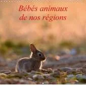 Bebes Animaux De Nos Regions 2017: L'Insouciance Des Bebes Animaux Photographies Sur Le Vif.