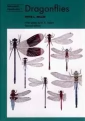 Dragonflies