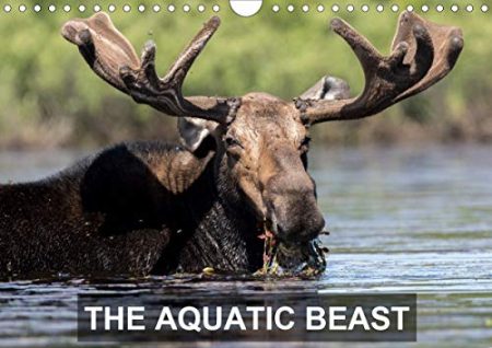 THE AQUATIC BEAST 2020: Moose in their favorite lakes
