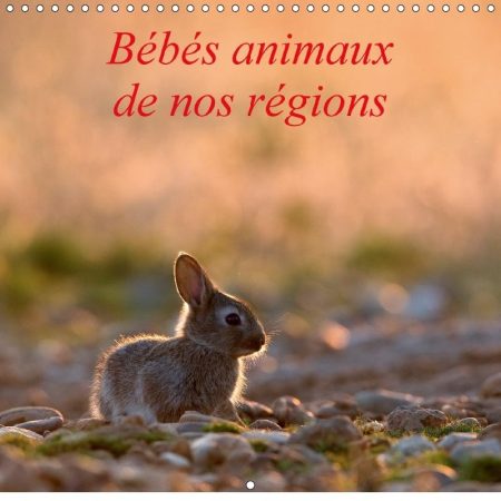 Bebes Animaux De Nos Regions 2018: L'Insouciance Des Bebes Animaux Photographies Sur Le Vif.