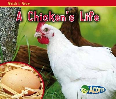 A Chicken's Life